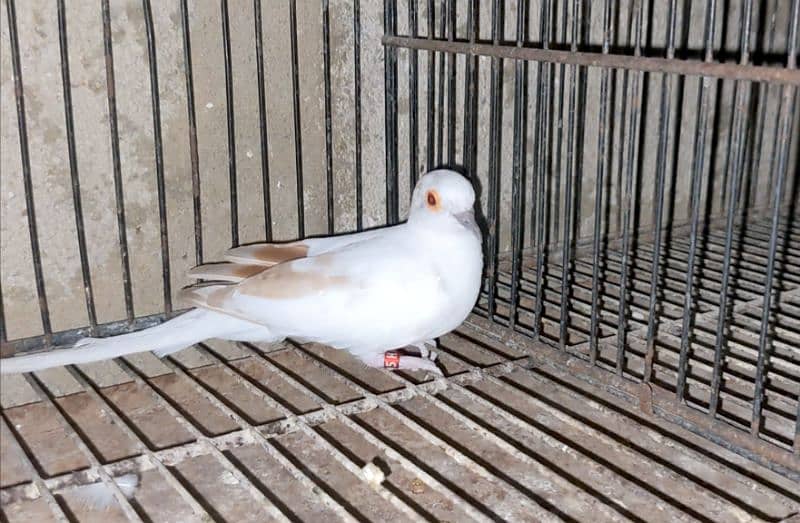 Red pied, Diamond Pied Adult 0