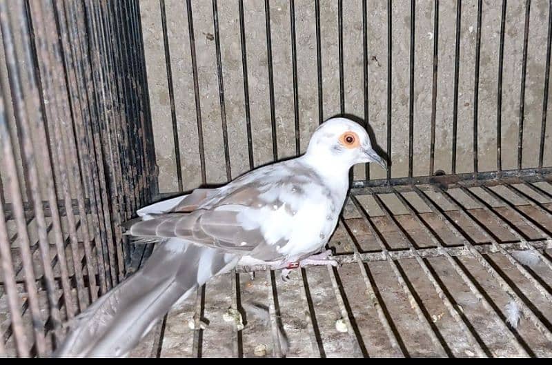 Red pied, Diamond Pied Adult 1