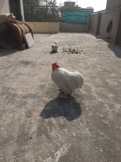 white bentum urgent sale serious buyer