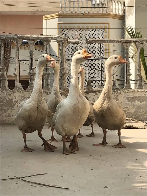 DUCKS for sale  (HANS) 1