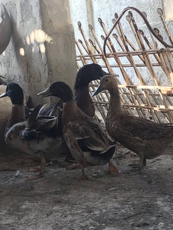 DUCKS for sale  (HANS) 3