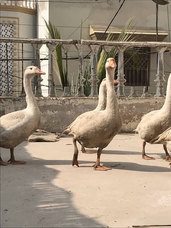 DUCKS for sale  (HANS) 4