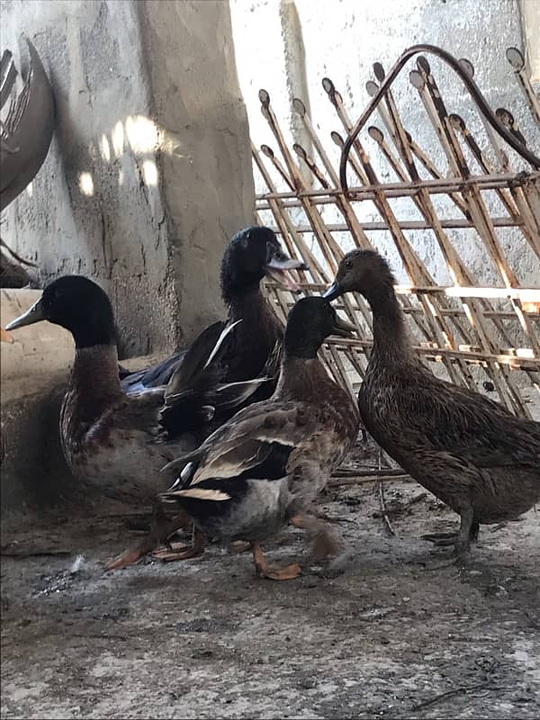 DUCKS for sale  (HANS) 5