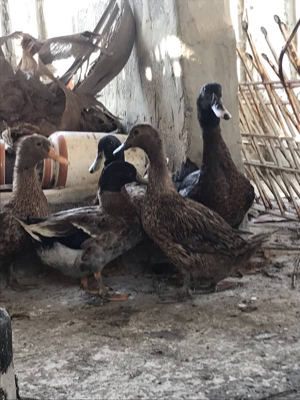 DUCKS for sale  (HANS) 6