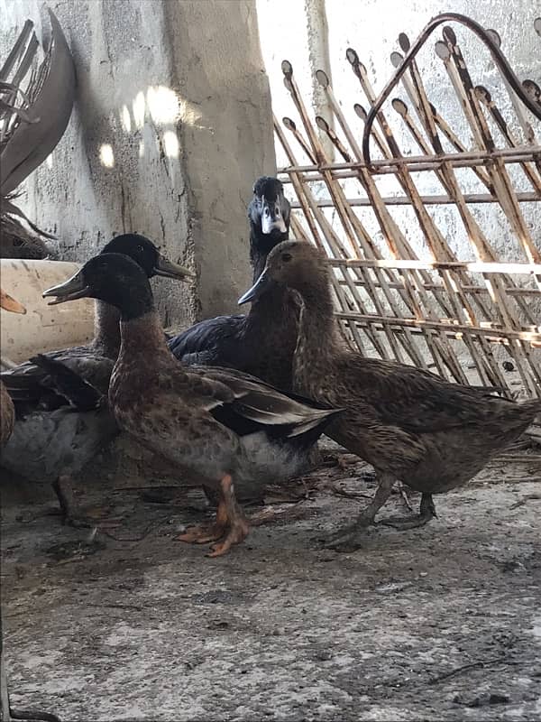 DUCKS for sale  (HANS) 7