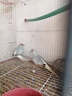 Dimond dove 2 breeder pair for sale 3500