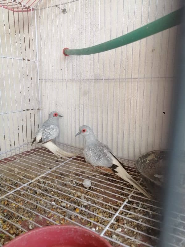 Dimond dove 2 breeder pair for sale 3500 0