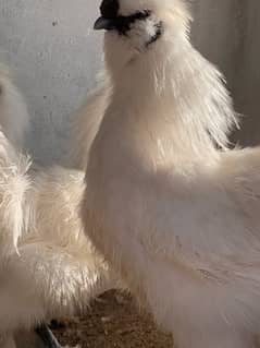 White Silkies 5 fingr blue eyer Only 6 male breedr