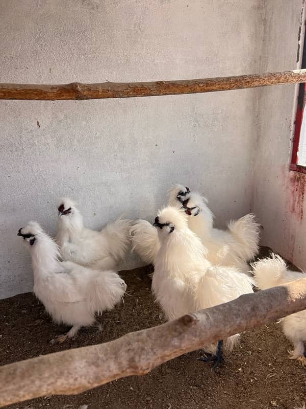 White Silkies 5 fingr blue eyer Only 6 male breedr 1