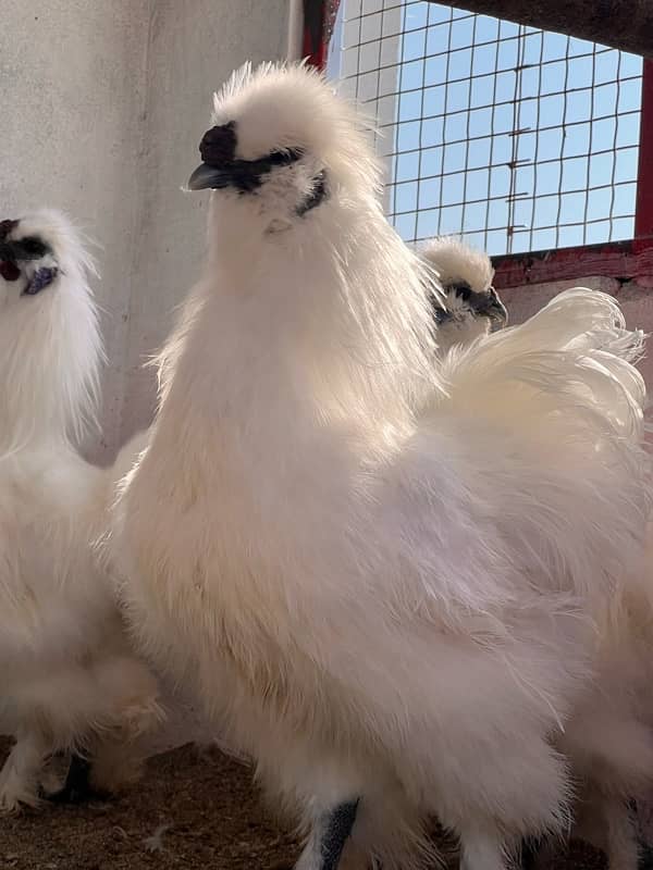 White Silkies 5 fingr blue eyer Only 6 male breedr 2