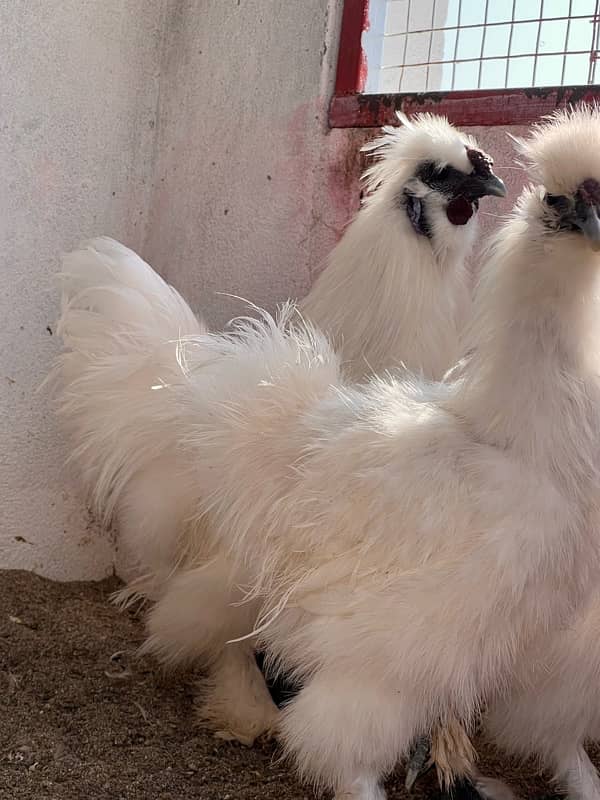 White Silkies 5 fingr blue eyer Only 6 male breedr 3