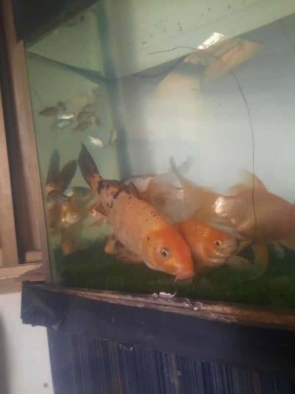 7" Fish for sale 0