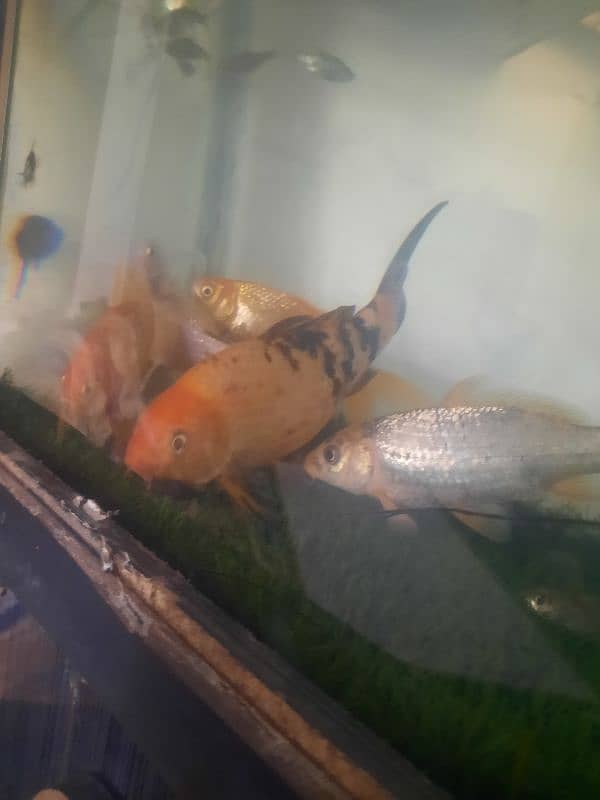 7" Fish for sale 1