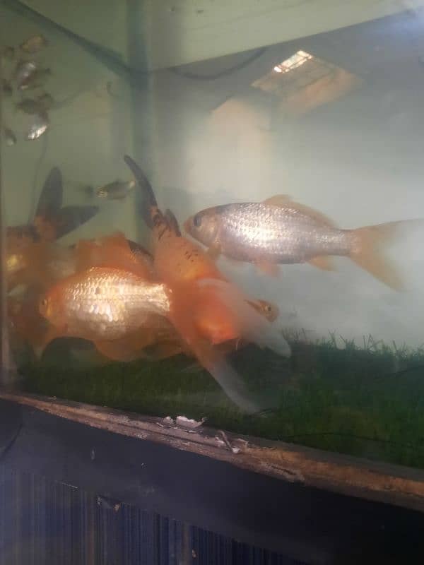 7" Fish for sale 3