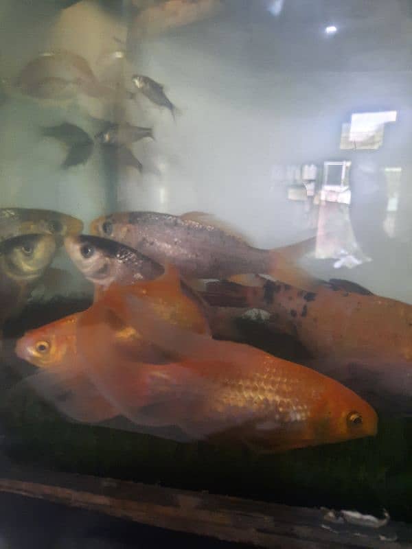 7" Fish for sale 4