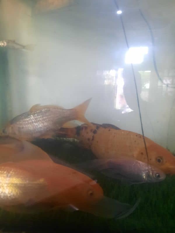 7" Fish for sale 5