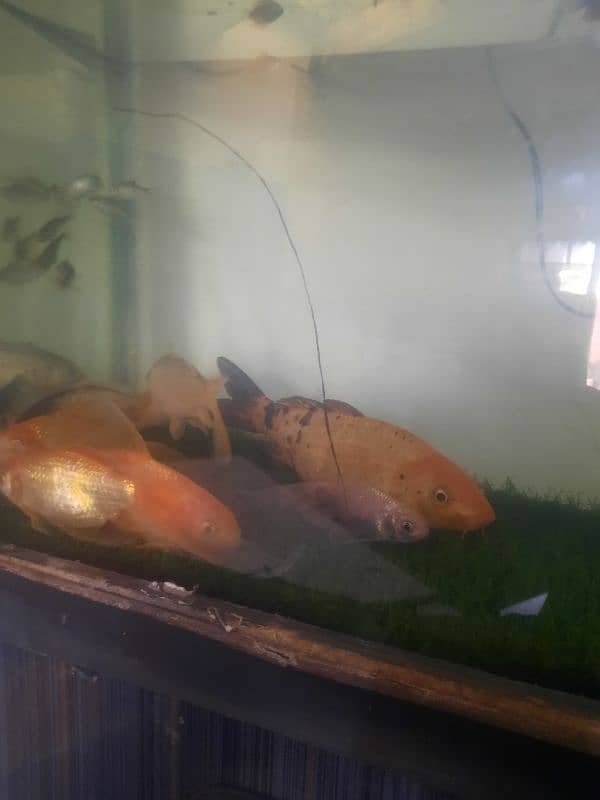 7" Fish for sale 6