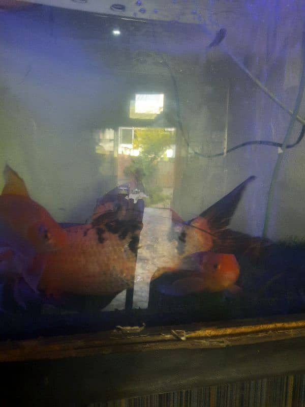 7" Fish for sale 10