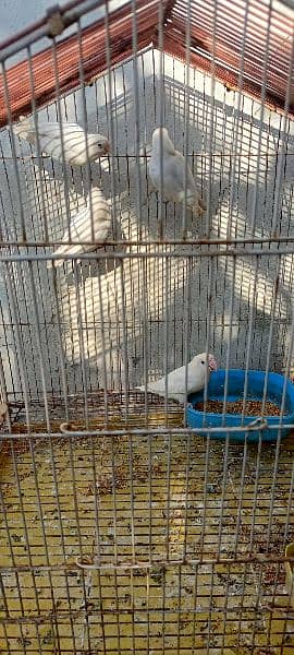 Albino lovebird 0