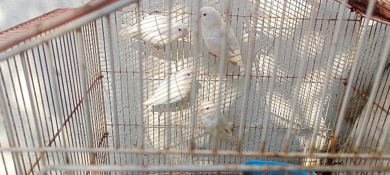 Albino lovebird 6