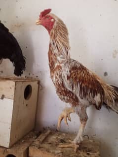 Aseel roosters and Hen