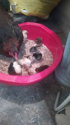 aseel murge with 10 chicks aseel