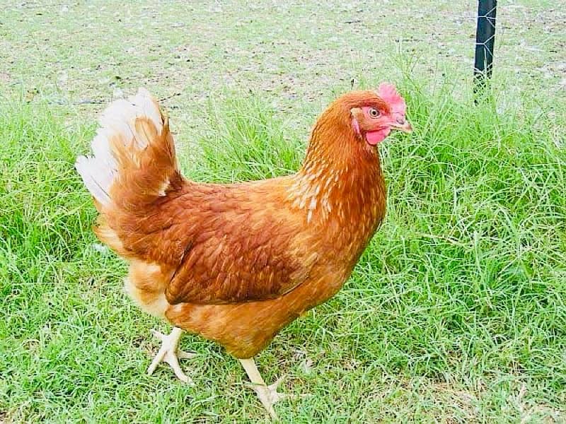 Golden|Misri|Lohman Brown|Egg Laying Hen|Desi|Murgi|Pathi|Female|Chick 5