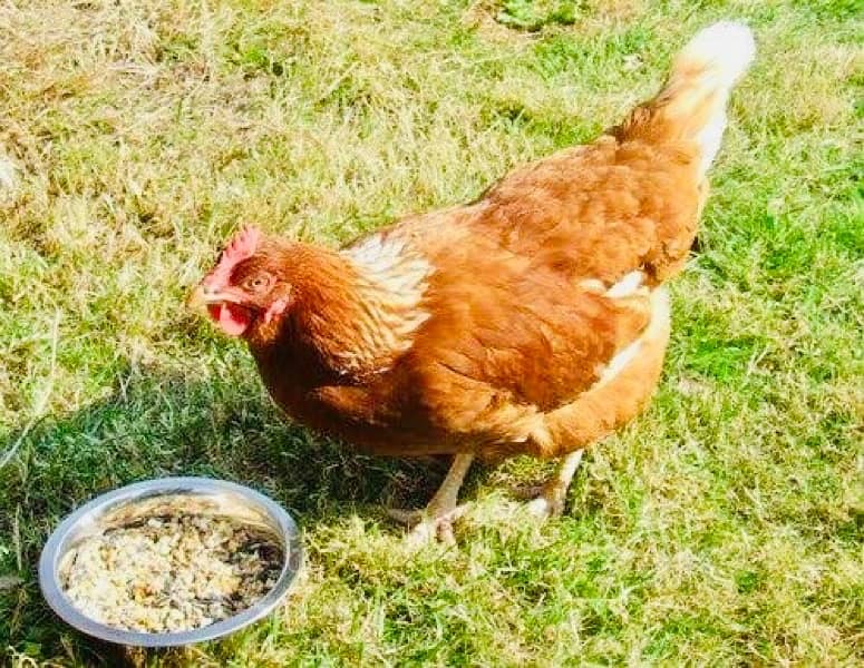 Golden|Misri|Lohman Brown|Egg Laying Hen|Desi|Murgi|Pathi|Female|Chick 6