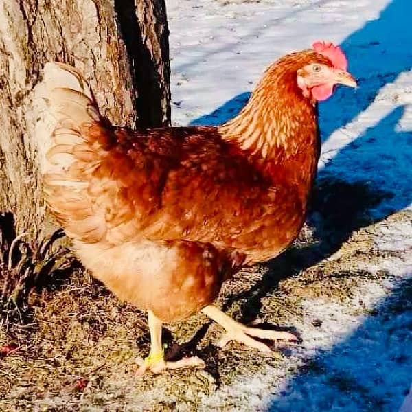 Golden|Misri|Lohman Brown|Egg Laying Hen|Desi|Murgi|Pathi|Female|Chick 1