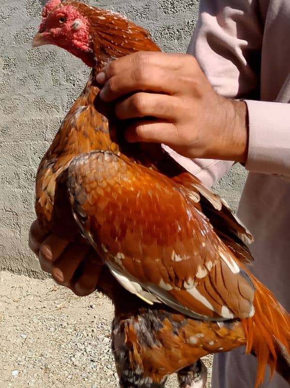 Aseel breed pair fir sale 0