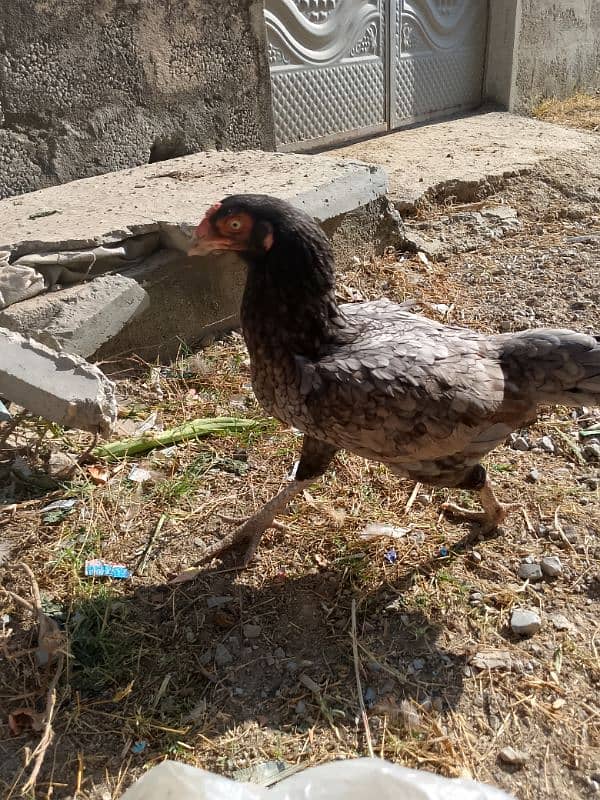 Aseel breed pair fir sale 9