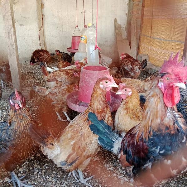 Hens for sell 1