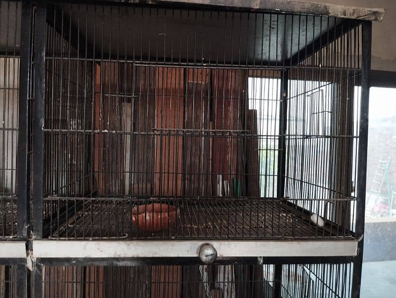 parrots cage hen cage 2