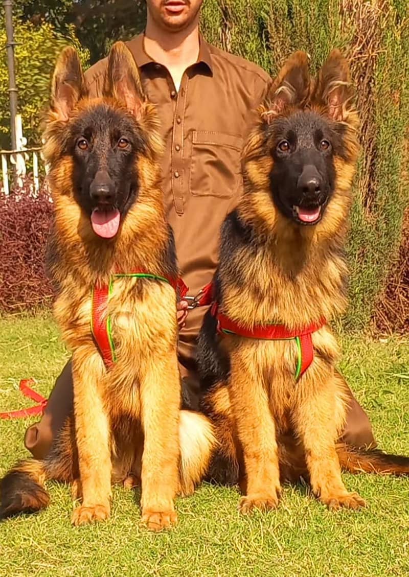 German shepherd top quality extra long coat pair for sale 1