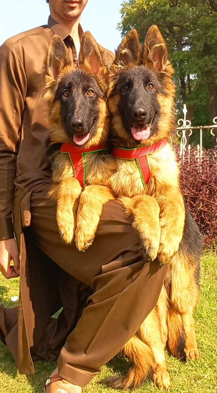 German shepherd top quality extra long coat pair for sale 2