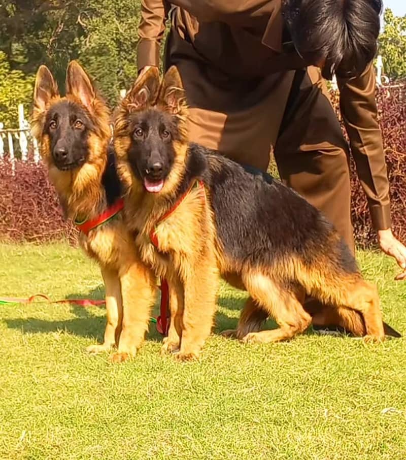 German shepherd top quality extra long coat pair for sale 3