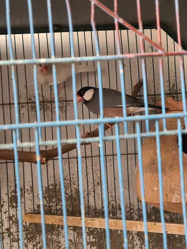 Grey Java Pair And 2 Lovebirds For SALE 0