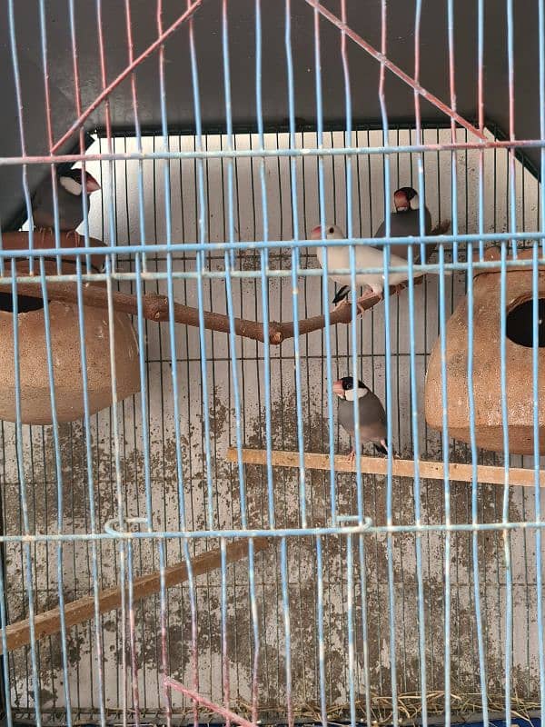 Grey Java Pair And 2 Lovebirds For SALE 1