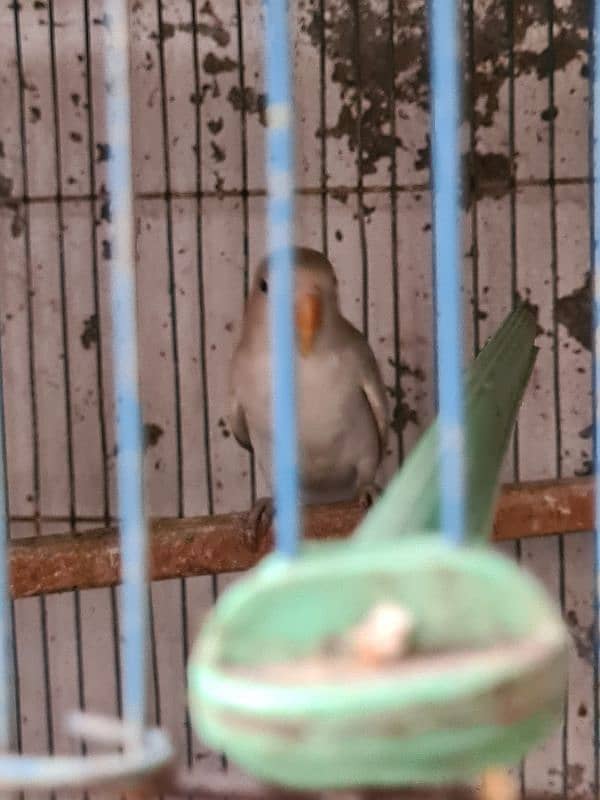 Grey Java Pair And 2 Lovebirds For SALE 3