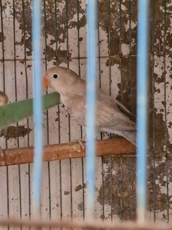 Grey Java Pair And 2 Lovebirds For SALE 4