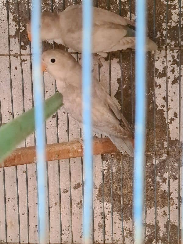 Grey Java Pair And 2 Lovebirds For SALE 5