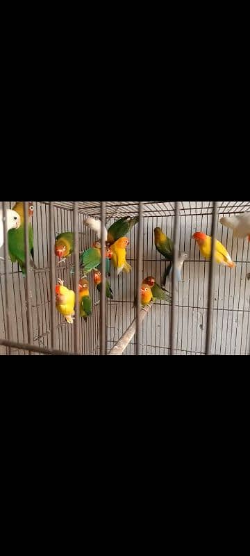 lovebirds breeder pairs 0