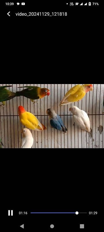 lovebirds breeder pairs 1