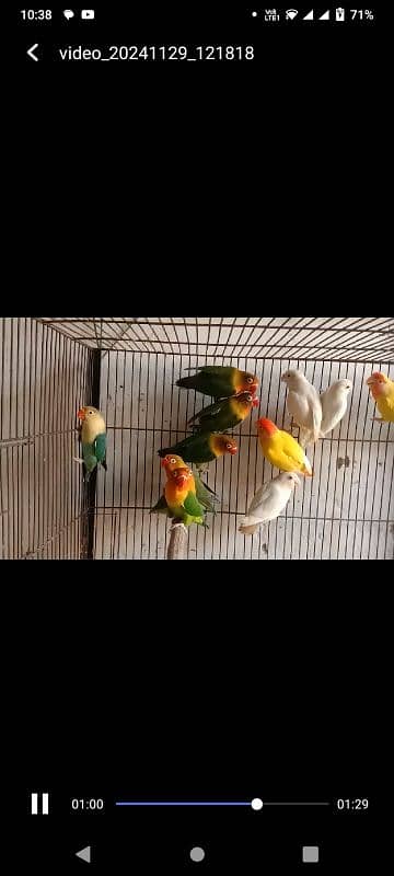 lovebirds breeder pairs 2