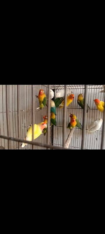 lovebirds breeder pairs 3