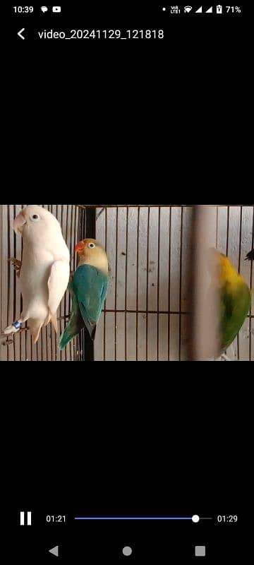 lovebirds breeder pairs 4