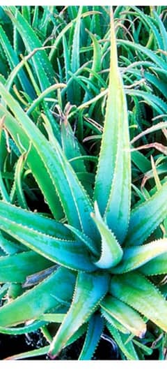 aloe vera