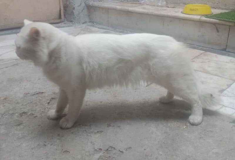 Triple coat male Persian cat. and double coated female 0