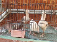 aseel chicks 1 month ke he or 3 male h or 1 female