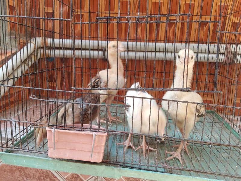 aseel chicks 1 month ke he or 3 male h or 1 female 0